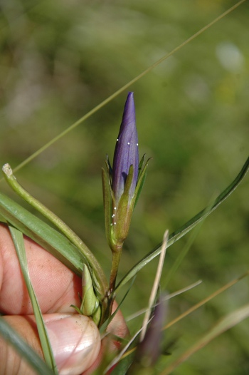 Hořec hořepník s vajíčky modráska hořcového. V semenících rostliny se housenky modráska vyvíjí jen několik týdnů, později se živí paraziticky v hnízdech mravenců.