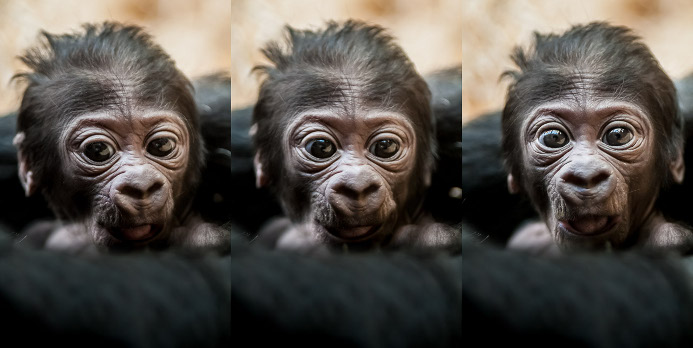 Petru Janu Juračkovi se podařilo vyfotit gorilí mládě až po několika dnech od jeho narození