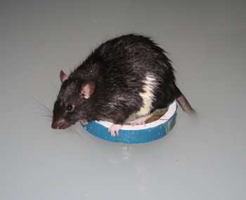 Behaviorální pokusy s potkany pomáhají s výzkumem schizofrenie