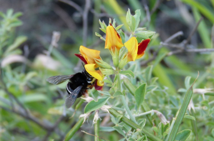 Samotářská včela druhu Amegilla godofredi, která je endemitem Kapverdských ostrovů. Včela právě saje nektar na endemickém štírovníku.