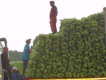 Banány jsou jednou z nejdůležitějších exportních komodit východního pobřeží Madagaskaru