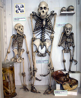 Kostry šimpanze, orangutana a gorily v  Anatomickém muzeu