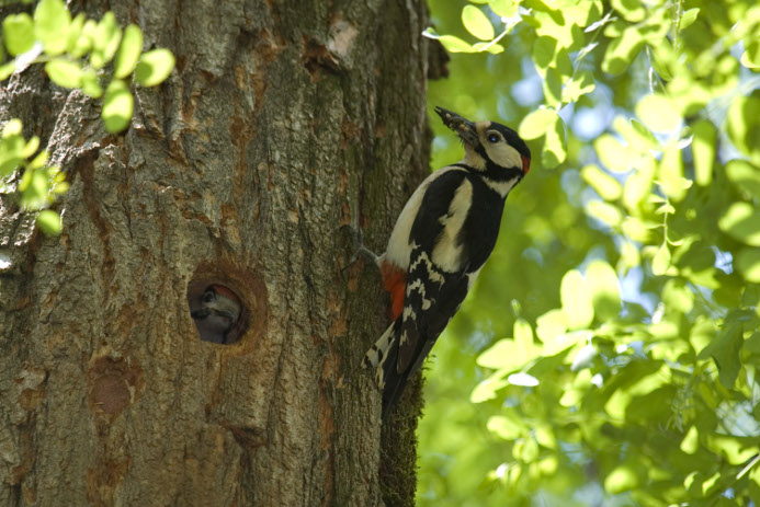 Scientists will study the effect of invasive plants on birdlife. Pictured here is the great spotted woodpecker which, according to the study, does not mind black locust, unlike e.g. the middle spotted woodpecker, which avoids the species