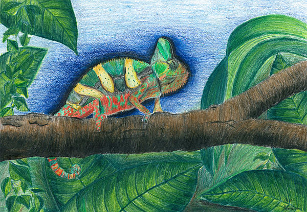 Anna Hoffmeisterová, Pozorování chameleona