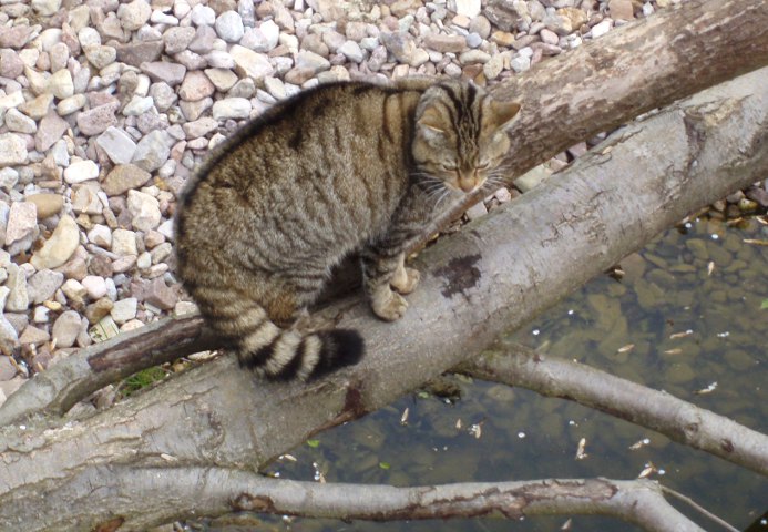 Zahlédnout kočku divokou v přírodě je vzácnost, snímek proto pochází z jedné německé zoologické zahrady
