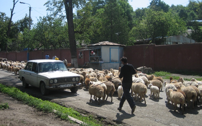 Pastevectví je častým způsobem obživy vysídlenců, kteří žijí nedaleko Karabachu