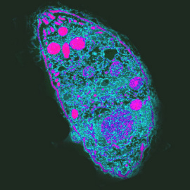 Parazit Toxoplasma gondii pod mikroskopem. Autor AJ Cann,Wikipediia Commons, CC BY-SA 3.0