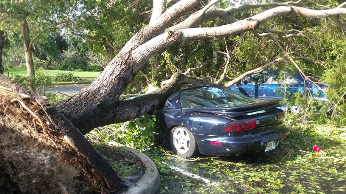 Po řádění hurikánu Irma takto skončily na Floridě tisíce stromů i aut