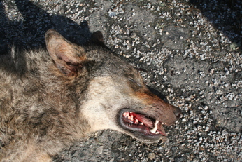 Vlk sražený na jaře 2017 na dálnici D1 na Vysočině ilustruje problémy, kterým čelí velcí savci v antropogenně fragmentované krajině (foto: Přírodovědecká fakulta UK)