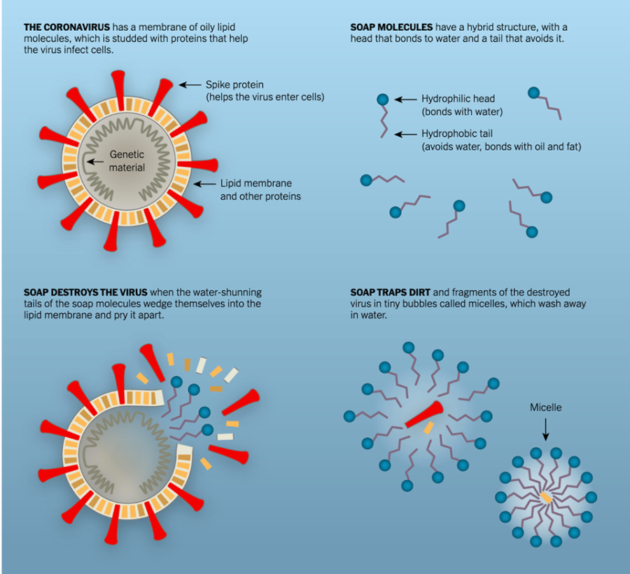 Struktura viru a proč je nejlepší zbraní obyčejné mýdlo. Zdroj: NY Times
