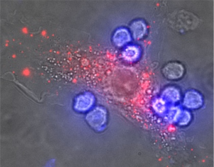 Mikroskopický obrázek B-lymfocytů (modře), které rozeznávají cizí antigeny (červeně).