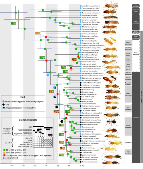 Fylogenetický strom zachycující příbuzenské vztahy mezi hlavními liniemi termitů