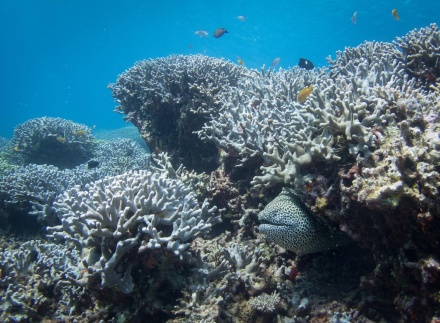 Podmořský život na korálových útesech japonské Okinawy.