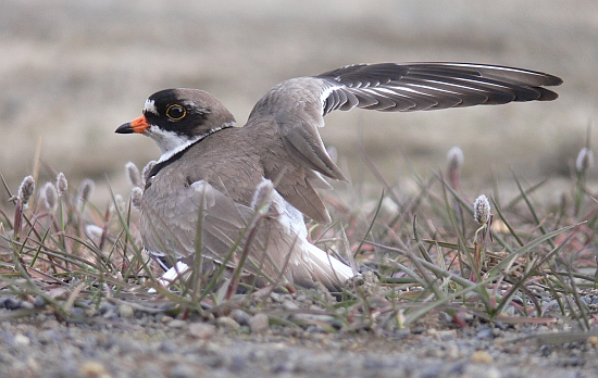 One of the strategies to confuse predators near the nest is to feign injury. Here a Semipalmated Plover (Charadrius semipalmatus) pretending to have a broken wing. Alaska 2012 (photo: Vojtěch Kubelka)
