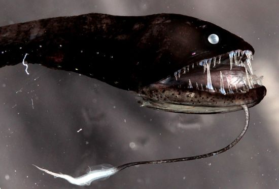 Ribbon sawtail fish (Idiacanthus fasciola), with bioluminescent organ extending from the chin. Photo: Zuzana Musilová.