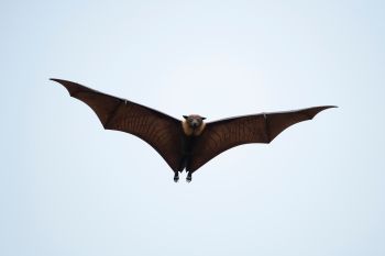 The Flying Fox. Source: Shutterstock.